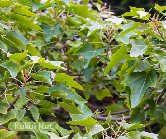 5 Amazing Benefits of Kukui Nut Oil for Your Skin